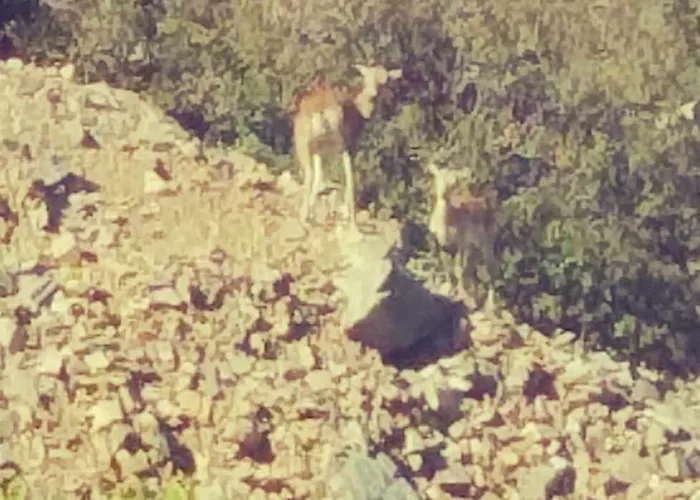 Дом отдыха The Mouflon House Pedoulas