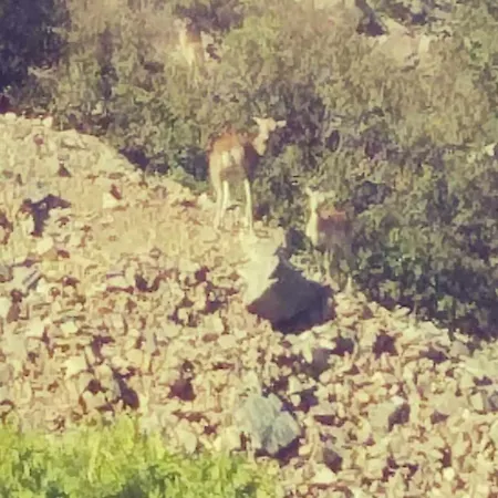 בית נופש The Mouflon House Pedoulas